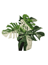 Monstera Variegata Adult
